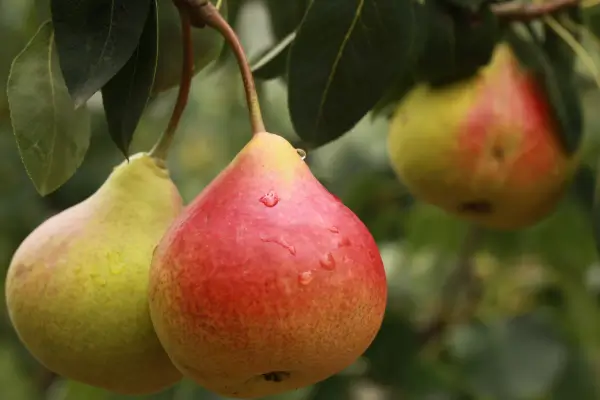 Notas frutadas: perfumes de nicho com uma explosão de sabor
