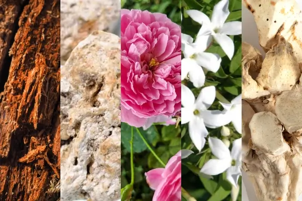 Cinco notas olfativas dentre as mais caras na perfumaria de nicho: fragrâncias exclusivas