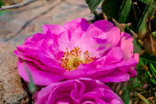 Floral escuro: os perfumes femininos mais misteriosos e hipnotizantes