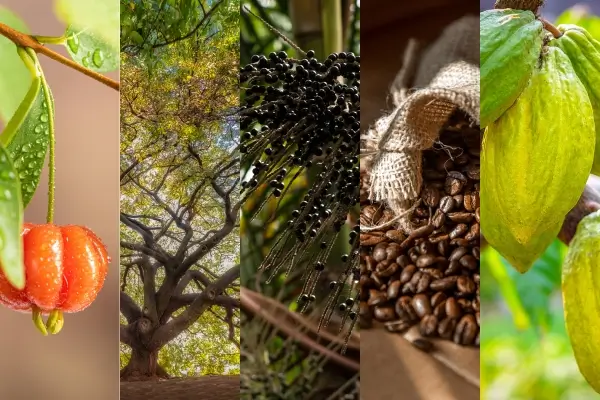 Ingredientes da perfumaria brasileira